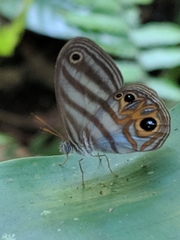 Chloreuptychia rectilinea