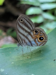 Chloreuptychia rectilinea