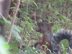 Sciurus aureogaster