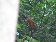 Sciurus aureogaster