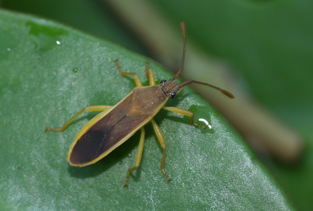Catorhintha schaffneri