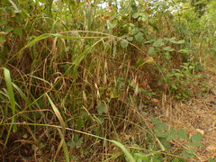 Bromus sitchensis sitchensis