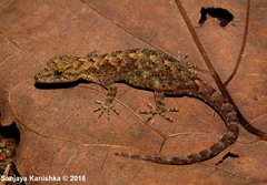 Cnemaspis kandiana