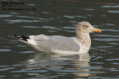 Larus argentatus vegae