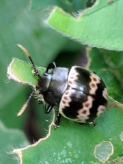 Platyphora fulvicornis