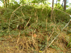 Bromus sitchensis sitchensis