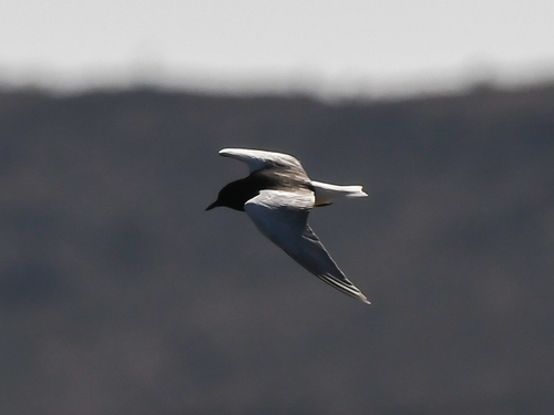 White-winged Tern