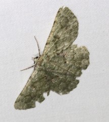 Aeolochroma hypochromaria