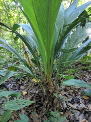 Geonoma macrostachys