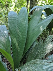 Geonoma macrostachys