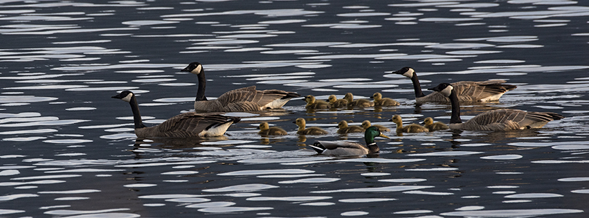Two broods of goslings are sandwiched between four Canada Goose parents, on a dark lake with horizontal white reflections.