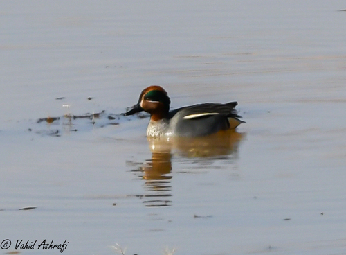 Eurasian Teal