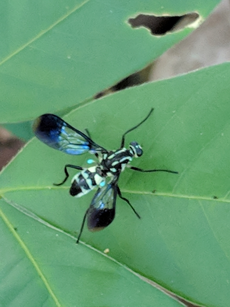 Cyclophleps tenebrifera