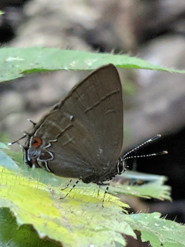 Calycopis torqueor
