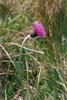 Meadow Thistle - Photo (c) Col Ford and Natasha de Vere, some rights reserved (CC BY)