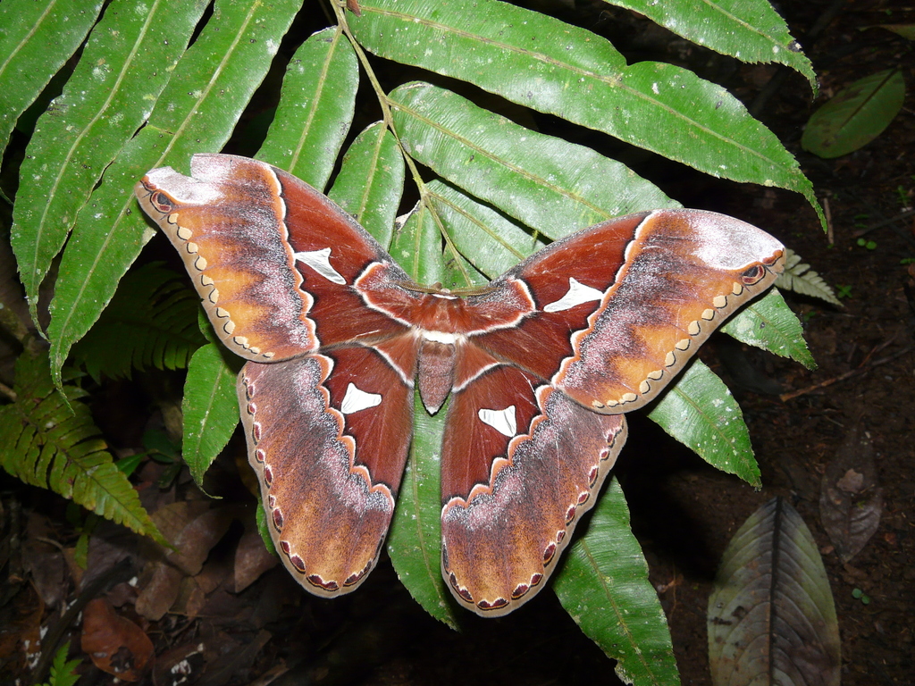 Orizaba silkmoth