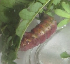 Chiasmia brongusaria