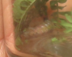 Chiasmia brongusaria