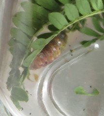 Chiasmia brongusaria