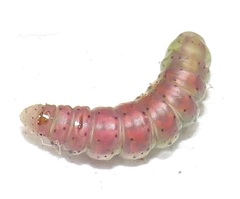 Chiasmia brongusaria