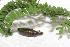 Chiasmia brongusaria