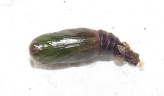 Chiasmia brongusaria