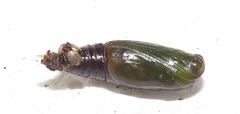 Chiasmia brongusaria
