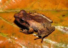 Schneider's Shrub Frog photo 5