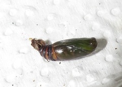 Chiasmia brongusaria