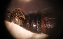 Chiasmia brongusaria