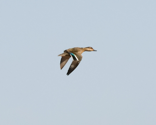 Green-winged Teal