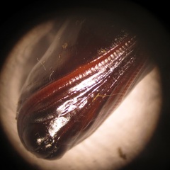 Chiasmia brongusaria