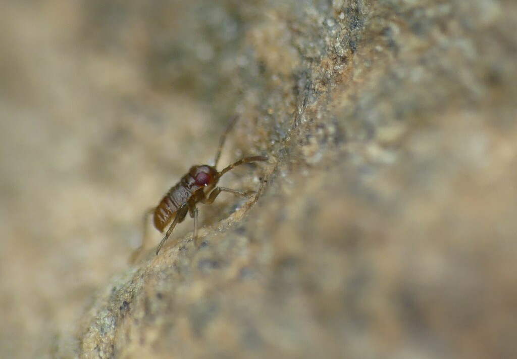 Dipsocoroidea from Stampa, Bregaglia, Switzerland on May 06, 2023 at 01