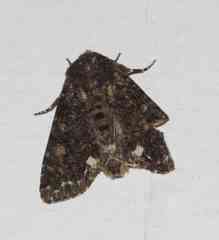 Melanchra pulverulenta