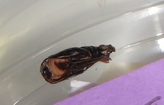 Chiasmia brongusaria