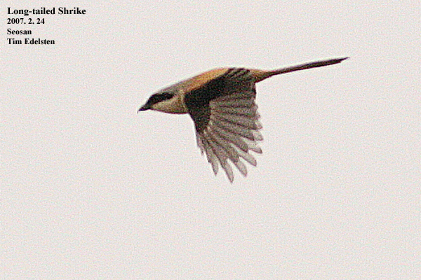 Long-tailed Shrike
