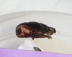 Chiasmia brongusaria