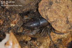 Cambaroides similis