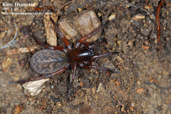 Alloclubionoides
