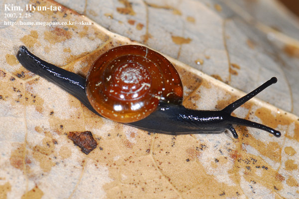 Chronidae