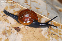 Chronidae