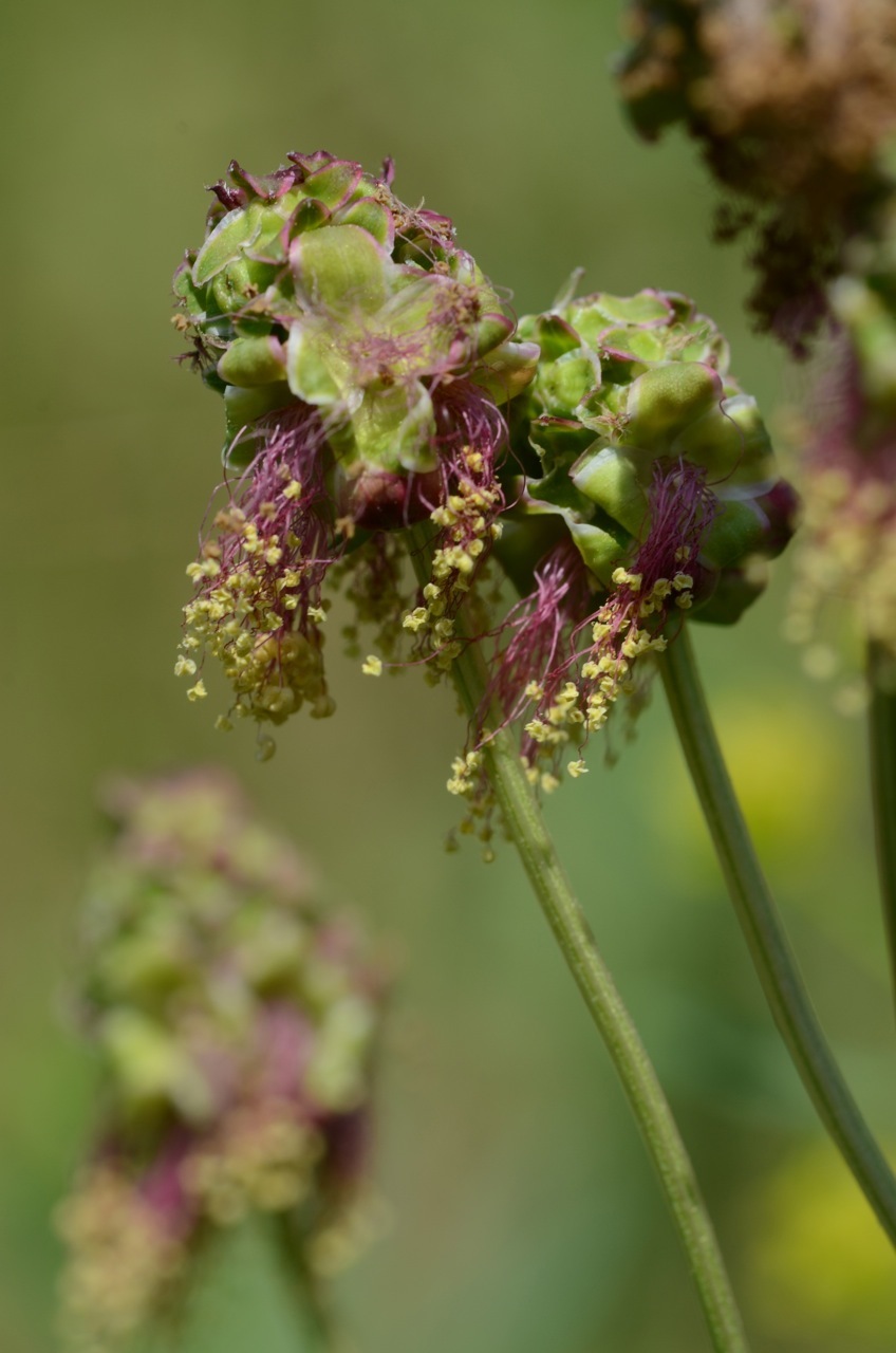 Sanguisorba minor ssp. minor
