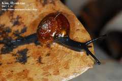 Chronidae