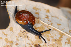 Chronidae