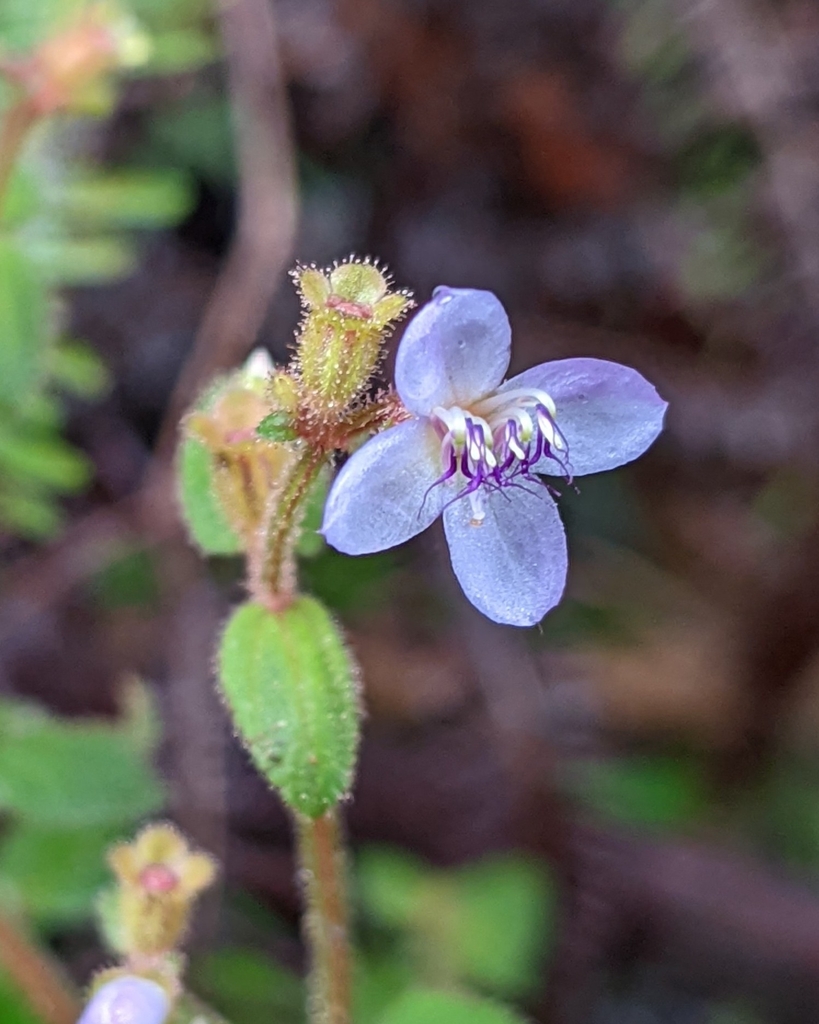 Appendicularia thymifolia