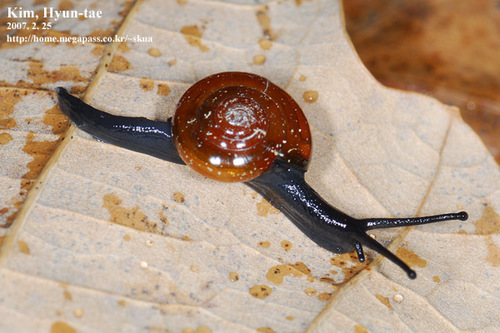 Chronidae