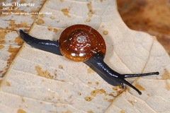 Chronidae