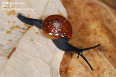 Chronidae