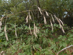 Bromus sitchensis sitchensis