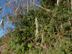 Bromus sitchensis sitchensis